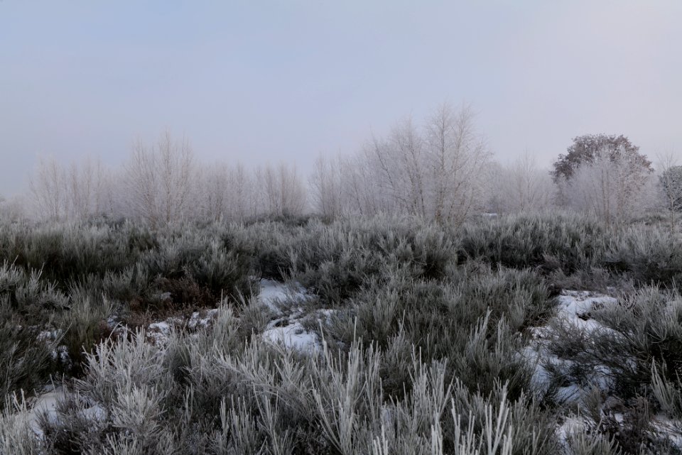 Döberitzer Heide with snow 2021-02-14 150