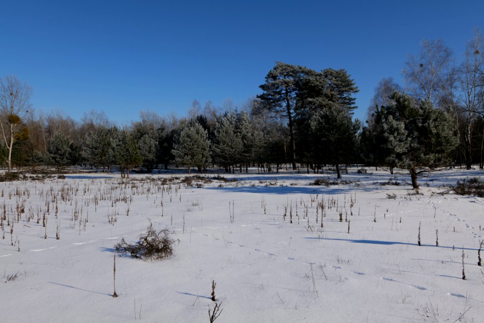 Döberitzer Heide with snow 2021-02-14 193