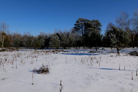 Döberitzer Heide with snow 2021-02-14 193
