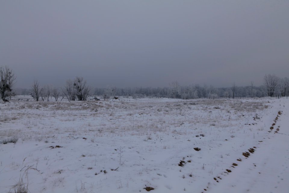 Döberitzer Heide with snow 2021-02-14 62