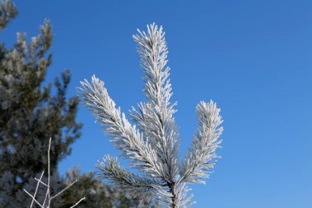 Döberitzer Heide with snow 2021-02-14 183