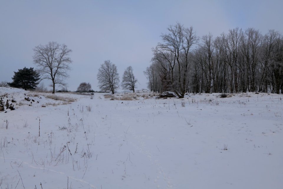 Döberitzer Heide with snow 2021-02-14 79