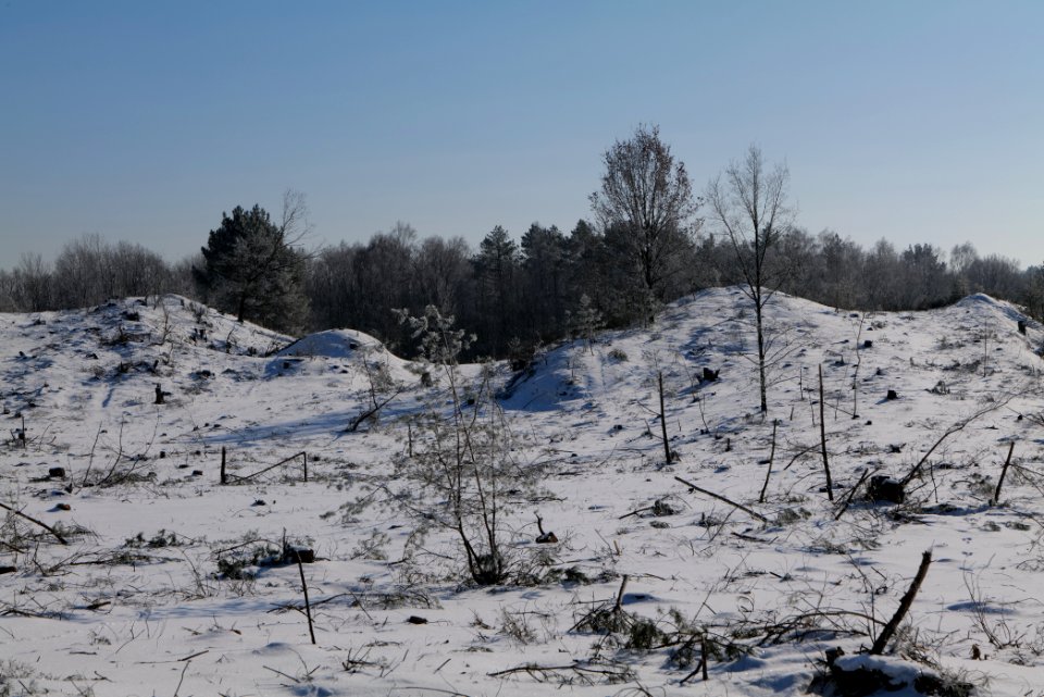 Döberitzer Heide with snow 2021-02-14 181