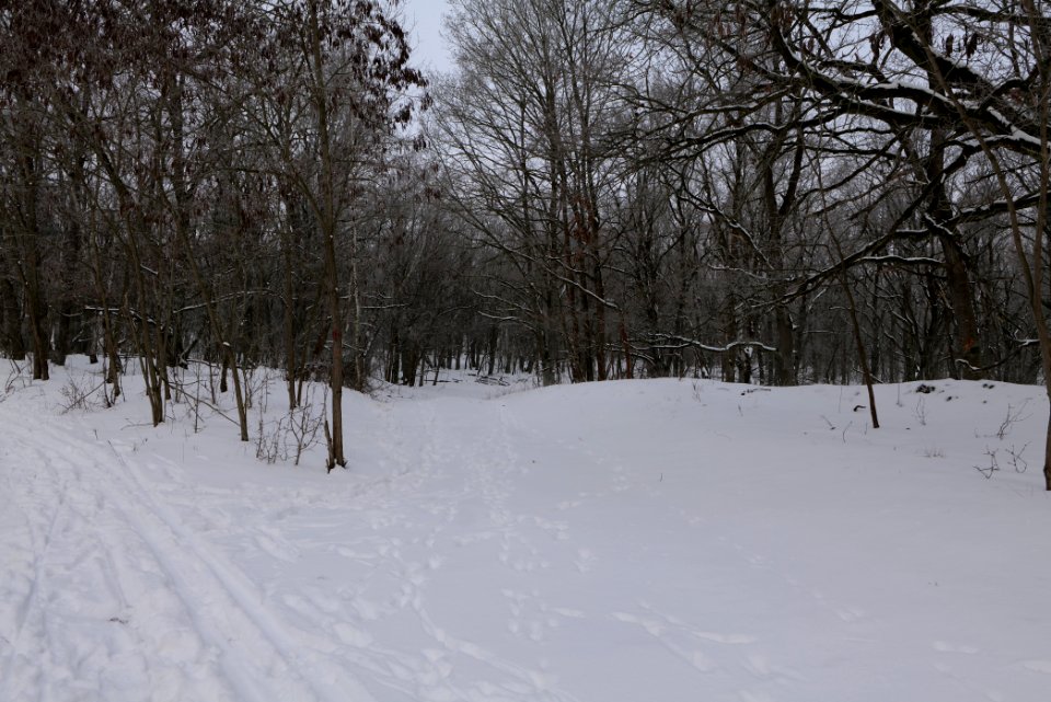 Döberitzer Heide with snow 2021-02-14 78