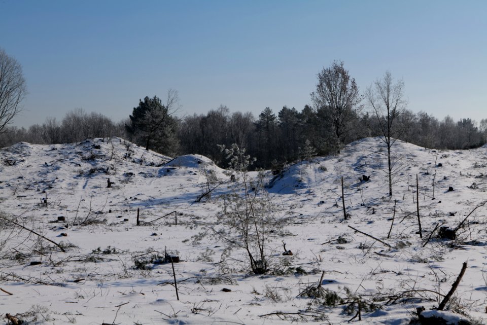 Döberitzer Heide with snow 2021-02-14 182