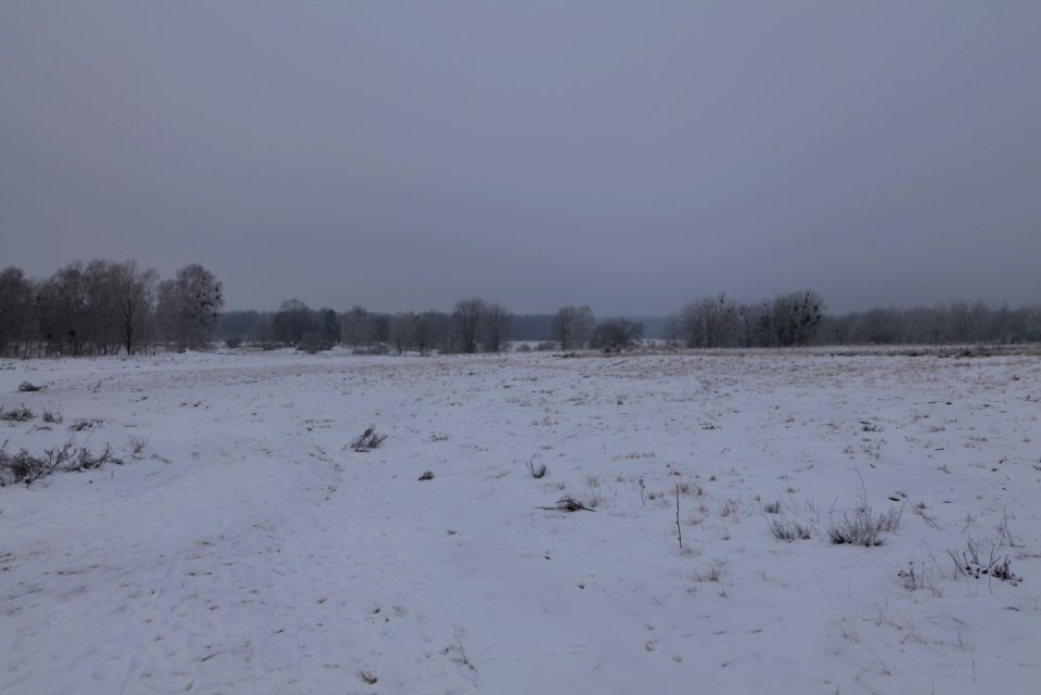 Döberitzer Heide with snow 2021-02-14 73