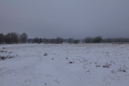 Döberitzer Heide with snow 2021-02-14 73