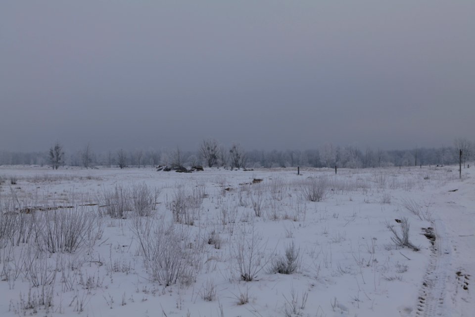 Döberitzer Heide with snow 2021-02-14 71
