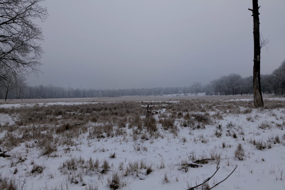 Döberitzer Heide with snow 2021-02-14 18