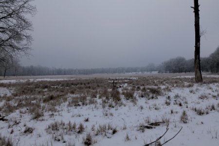 Döberitzer Heide with snow 2021-02-14 18