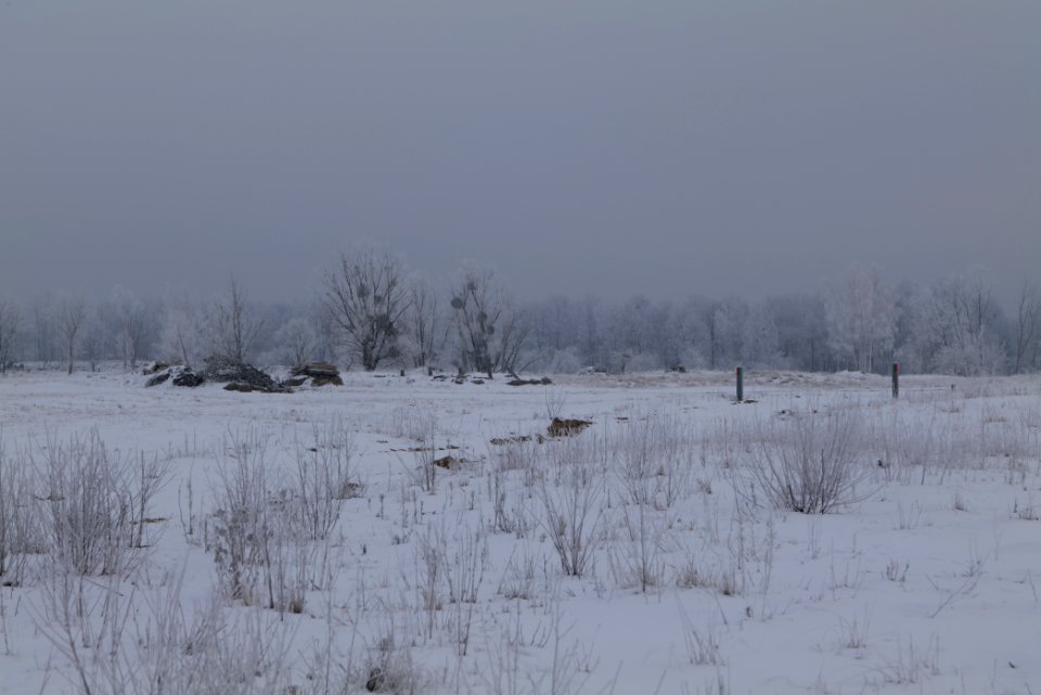 Döberitzer Heide with snow 2021-02-14 69