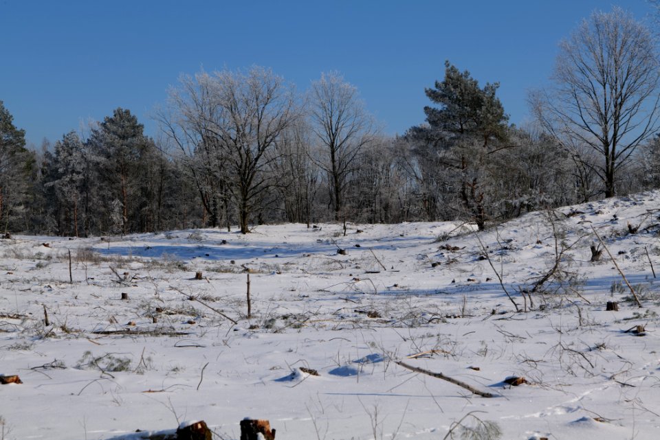 Döberitzer Heide with snow 2021-02-14 178