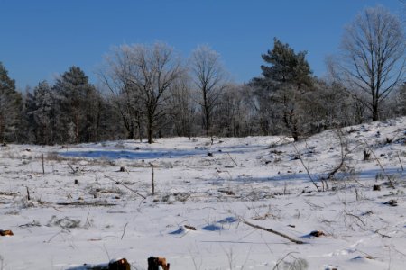 Döberitzer Heide with snow 2021-02-14 178