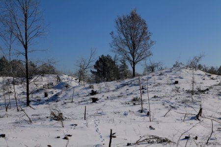 Döberitzer Heide with snow 2021-02-14 174