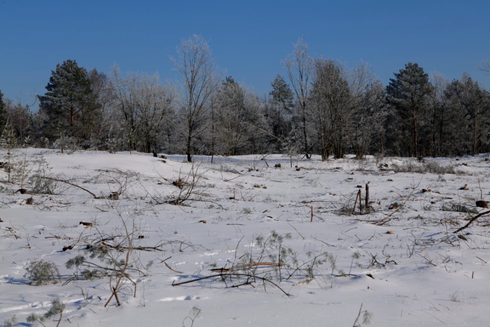 Döberitzer Heide with snow 2021-02-14 179