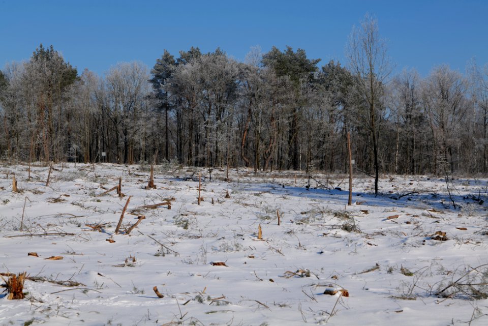 Döberitzer Heide with snow 2021-02-14 172
