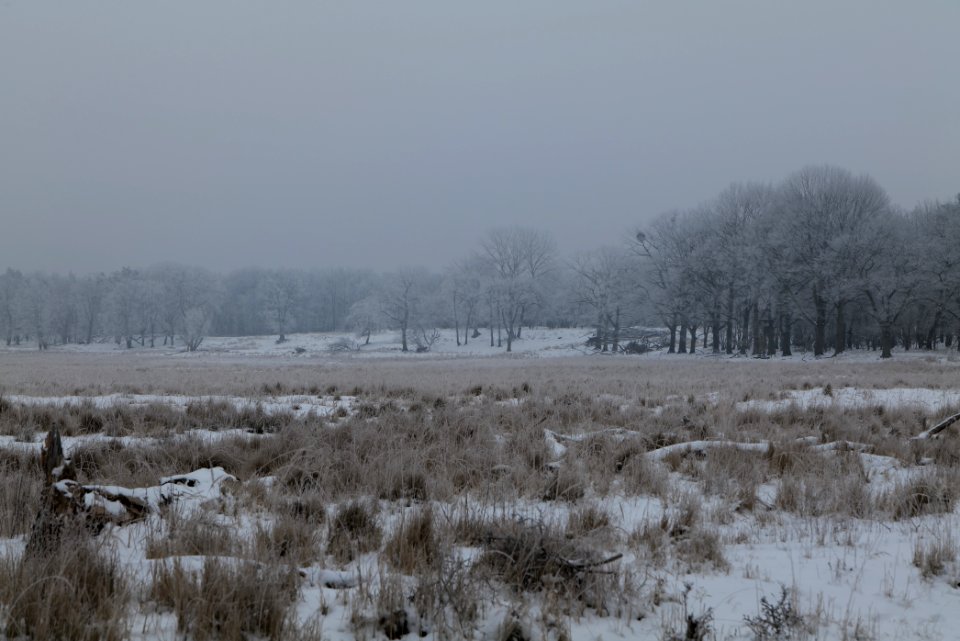 Döberitzer Heide with snow 2021-02-14 17