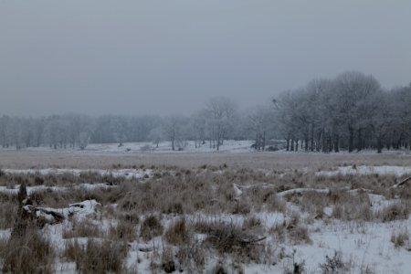 Döberitzer Heide with snow 2021-02-14 17