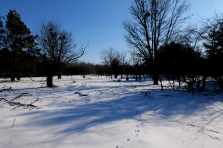 Döberitzer Heide with snow 2021-02-14 188