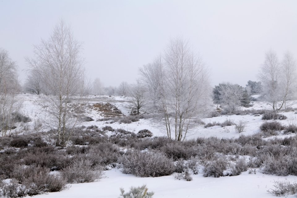 Döberitzer Heide with snow 2021-02-14 135