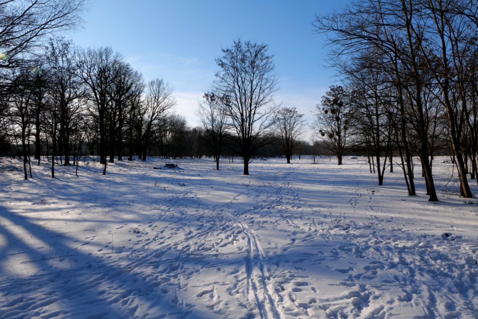Döberitzer Heide with snow 2021-02-14 255