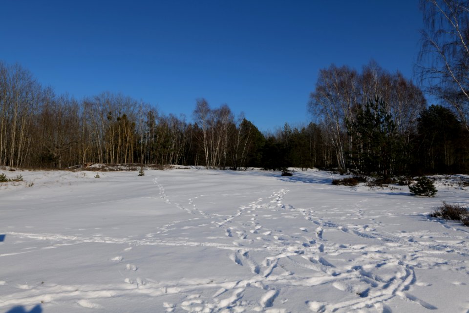 Döberitzer Heide with snow 2021-02-14 203
