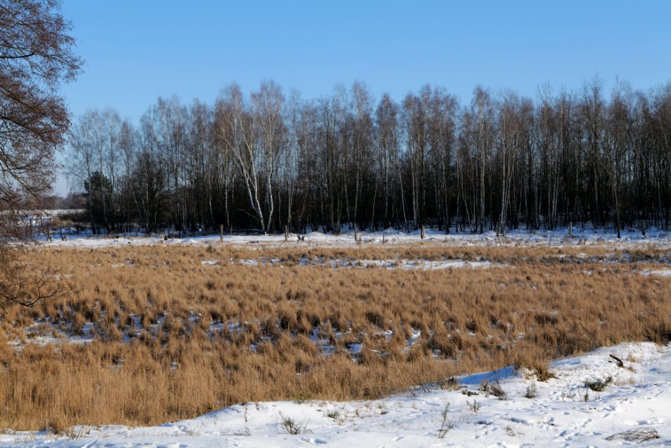 Döberitzer Heide with snow 2021-02-14 253