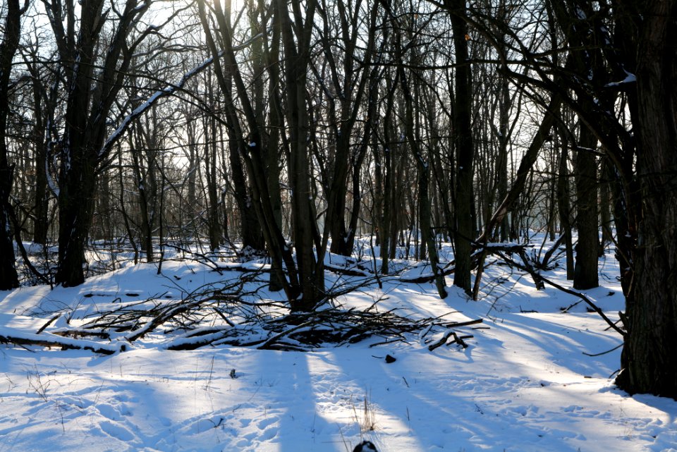 Döberitzer Heide with snow 2021-02-14 257