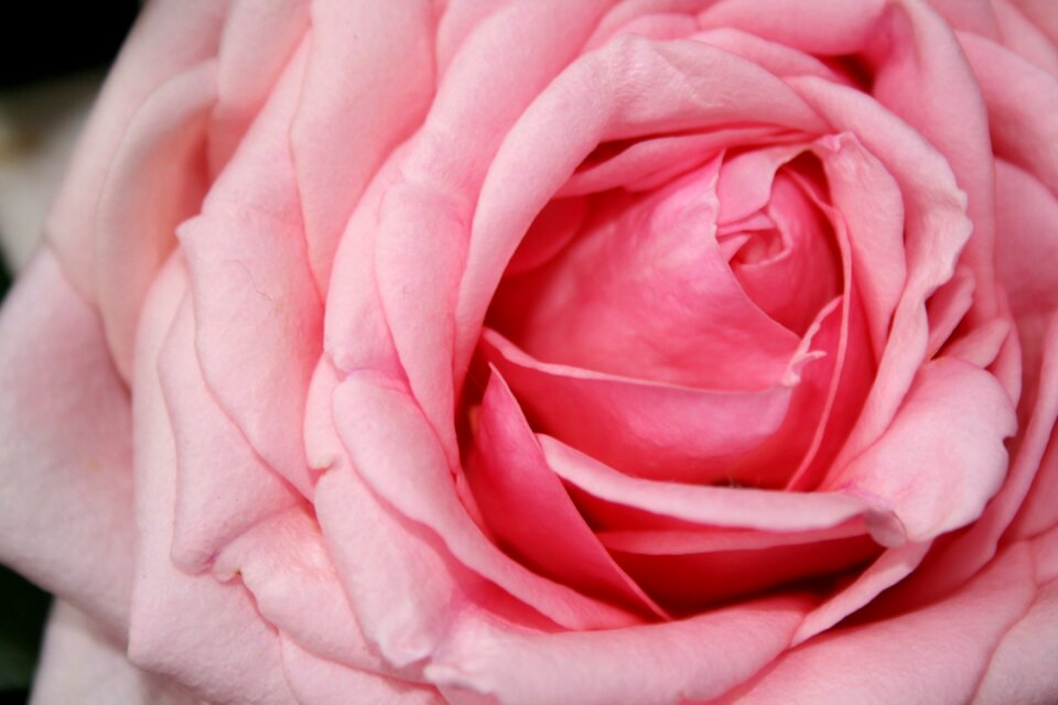 Rose pink flowers