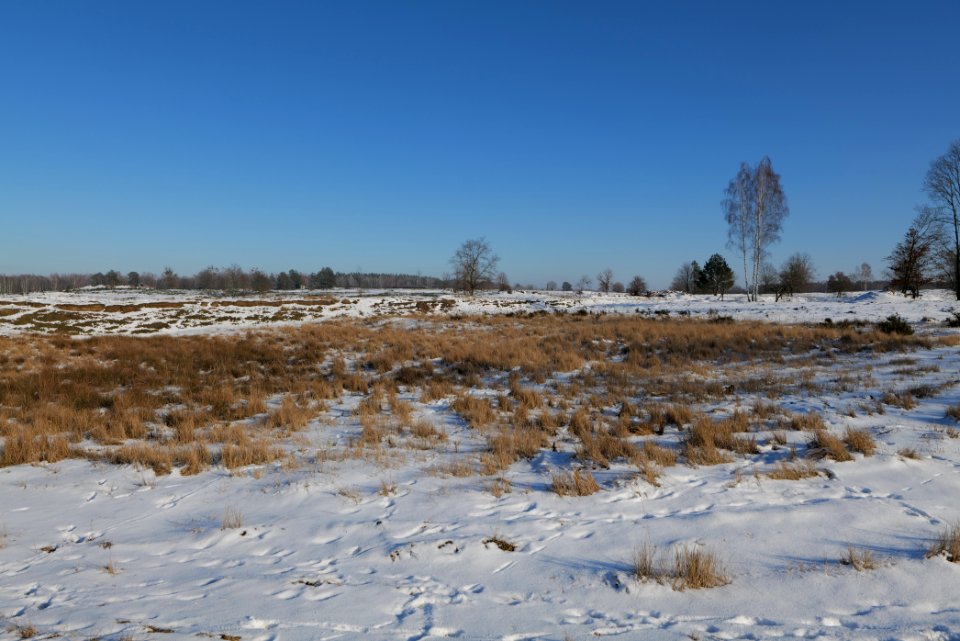 Döberitzer Heide with snow 2021-02-14 245
