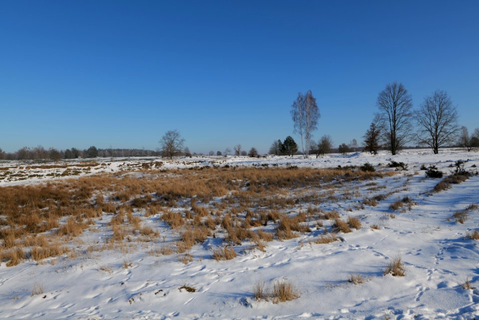 Döberitzer Heide with snow 2021-02-14 242