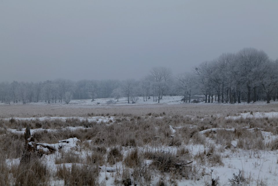 Döberitzer Heide with snow 2021-02-14 16