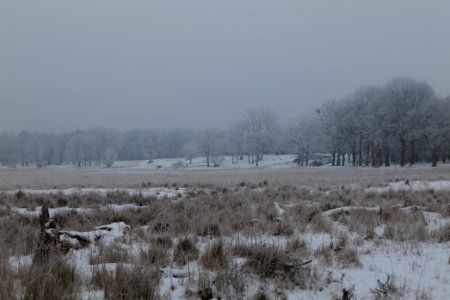 Döberitzer Heide with snow 2021-02-14 16