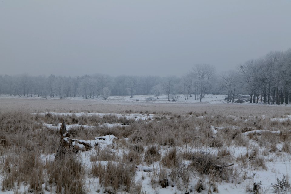 Döberitzer Heide with snow 2021-02-14 25
