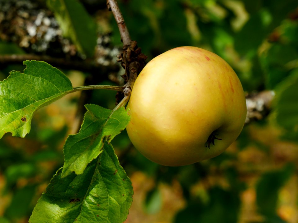 Dülmener Rosenapfel Freilichtmuseum Roscheider Hof Frucht H10