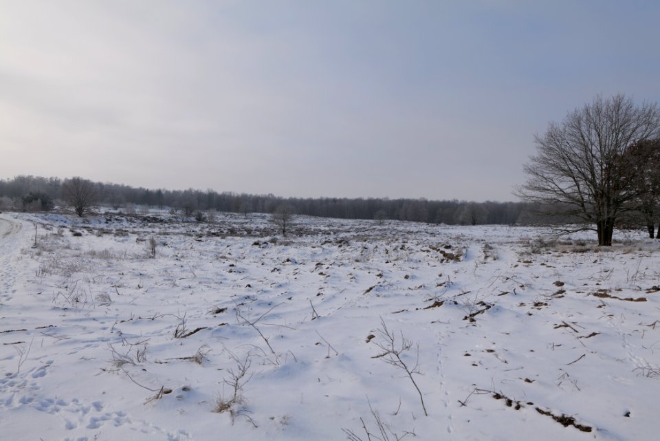 Döberitzer Heide with snow 2021-02-14 152
