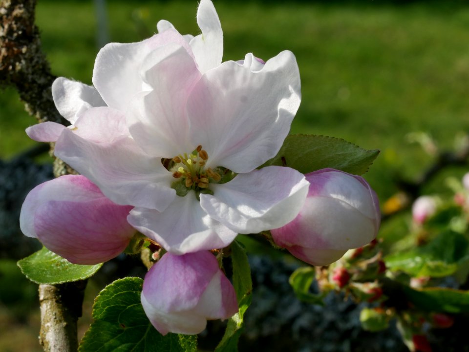 Dülmener Rosenapfel Freilichtmuseum Roscheider Hof Blüte H11