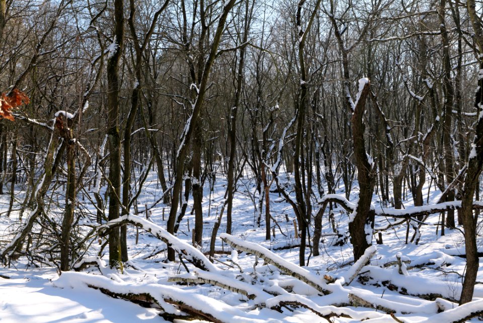 Döberitzer Heide with snow 2021-02-14 169