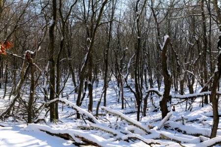 Döberitzer Heide with snow 2021-02-14 169