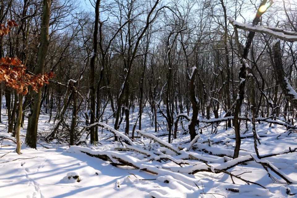 Döberitzer Heide with snow 2021-02-14 167
