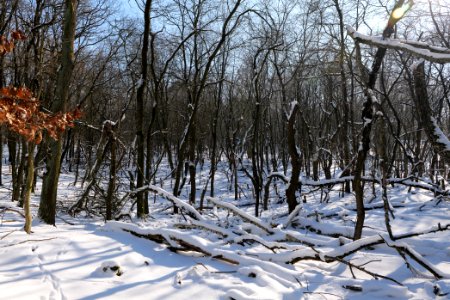 Döberitzer Heide with snow 2021-02-14 167