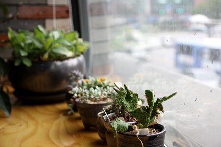 Grass green day healing cafe