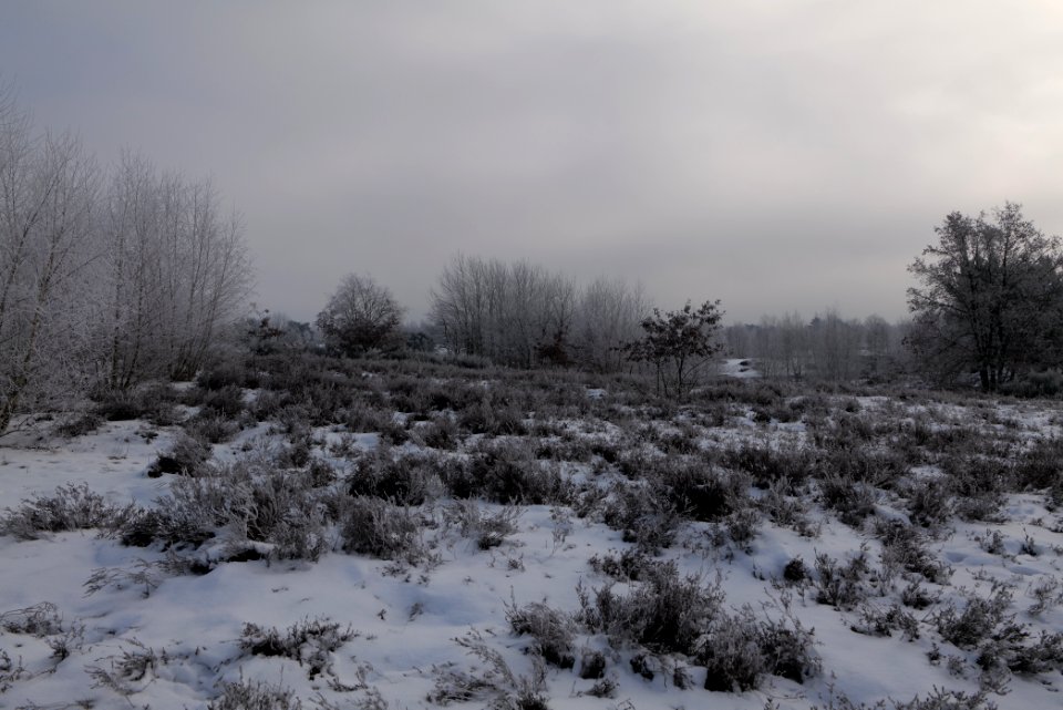 Döberitzer Heide with snow 2021-02-14 142