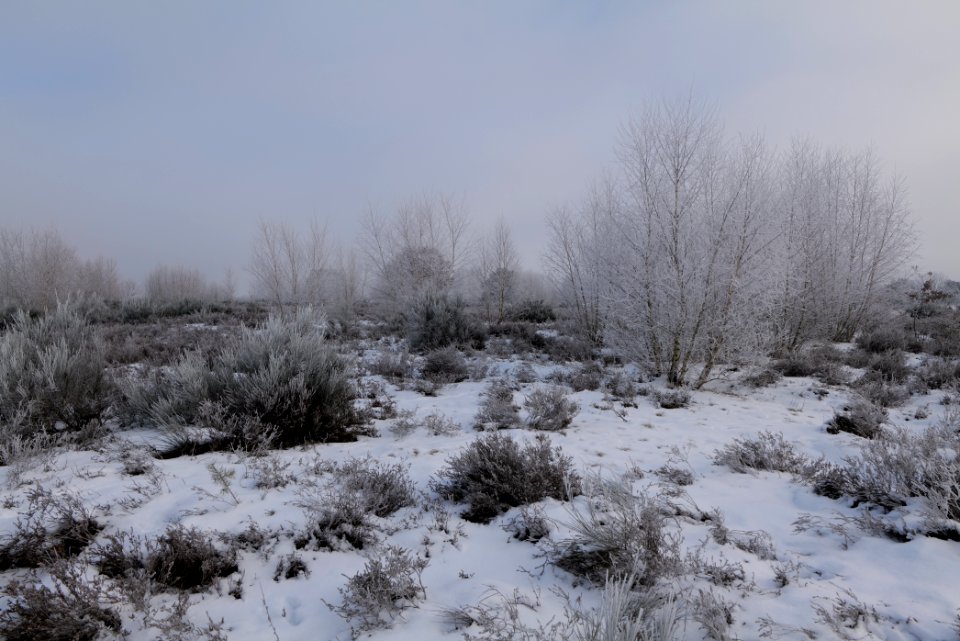 Döberitzer Heide with snow 2021-02-14 140