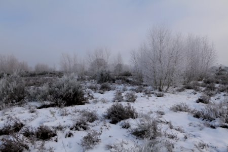 Döberitzer Heide with snow 2021-02-14 140