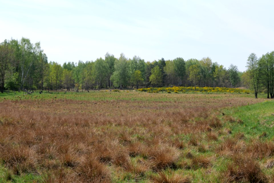Döberitzer Heide open landscape 2020-05-08 61