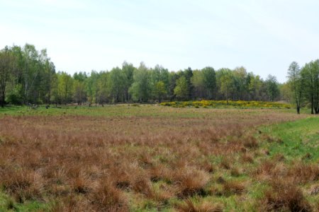 Döberitzer Heide open landscape 2020-05-08 61
