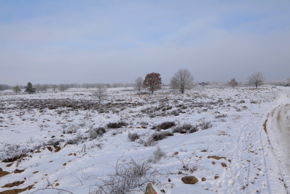 Döberitzer Heide with snow 2021-02-14 155