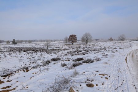 Döberitzer Heide with snow 2021-02-14 155