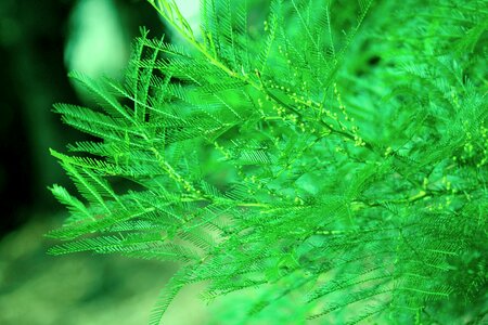 Nature forest plant